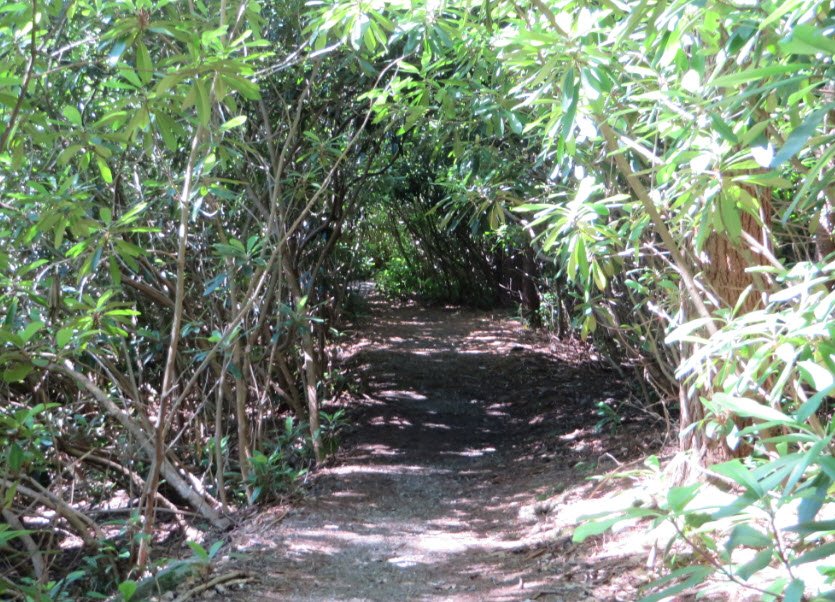 Harvey Butler Rhododendron Sanctuary , United States